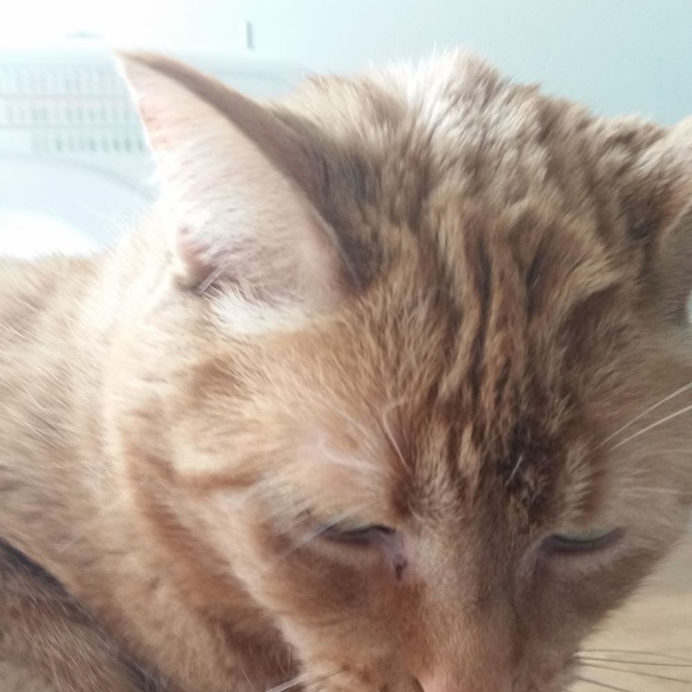 Meet your Posher, Mae